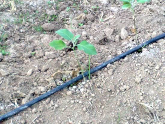 苗木灌溉工具